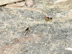 Prochyliza xanthostoma