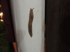 Meghimatium pictum