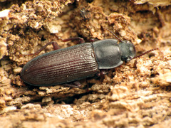 Idiobates castaneus