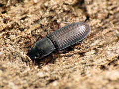 Idiobates castaneus