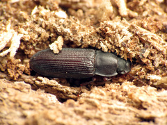 Idiobates castaneus