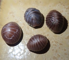 Pseudopusula californiana