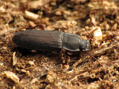 Idiobates castaneus