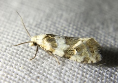 Aethes argentilimitana