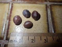 Pseudopusula californiana