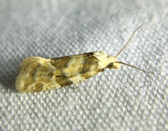 Aethes argentilimitana