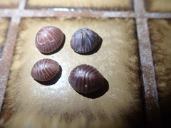 Pseudopusula californiana