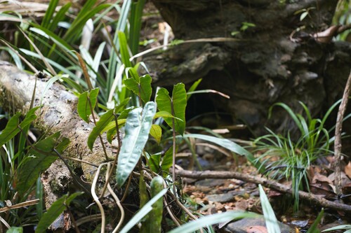 Philodendron billietiae, photograph 5
