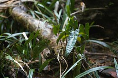Philodendron billietiae, photograph (c) Guillaume Delaitre, some rights reserved (CC BY)