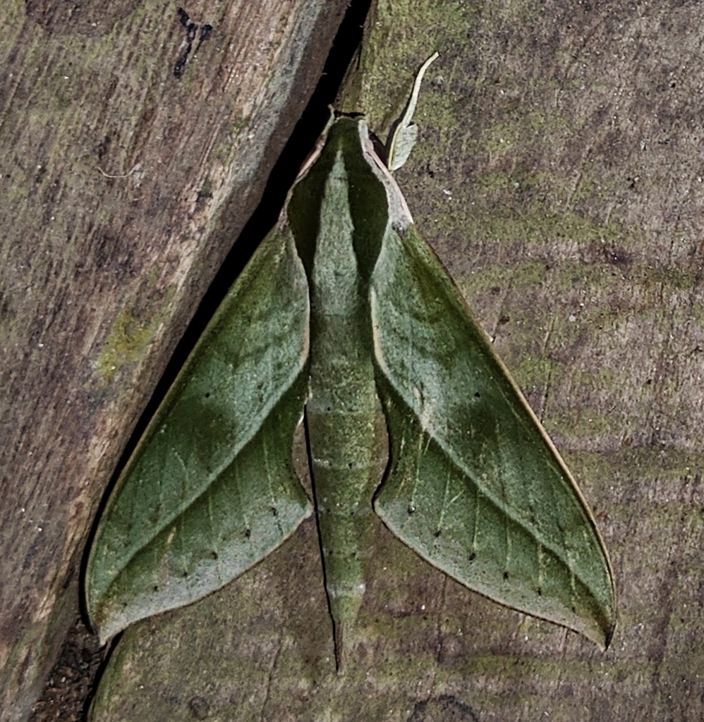 Xylophanes cyrene