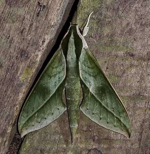 Xylophanes cyrene