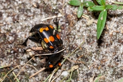 Nicrophorus carolina