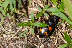 Nicrophorus carolina