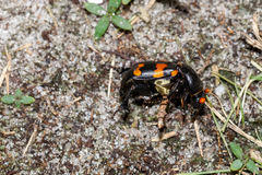 Nicrophorus carolina