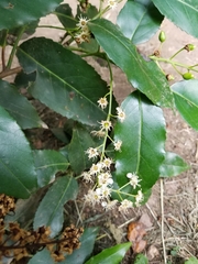 Prunus lusitanica
