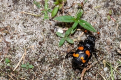 Nicrophorus carolina