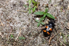 Nicrophorus carolina