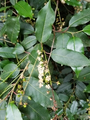 Prunus lusitanica