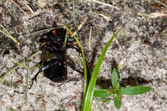 Nicrophorus carolina