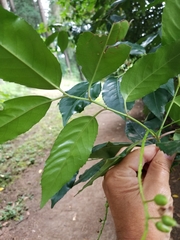 Prunus lusitanica