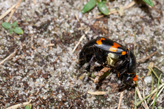 Nicrophorus carolina