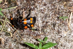 Nicrophorus carolina
