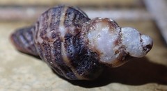 Ocinebrina