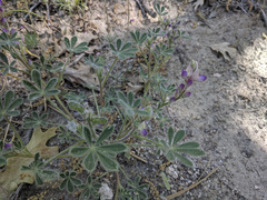 Lupinus concinnus