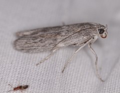 Cactobrosis fernaldialis