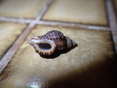 Ocinebrina