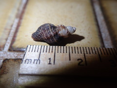 Ocinebrina