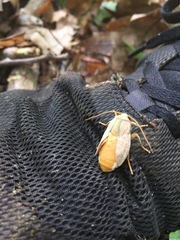 Halysidota tessellaris