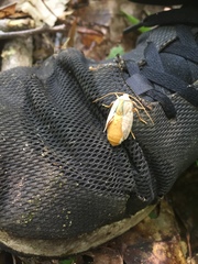 Halysidota tessellaris