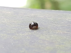 Glomeridae