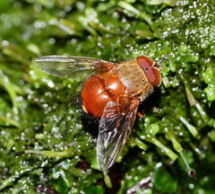 Calliphora ochracea