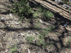 Lupinus hyacinthinus