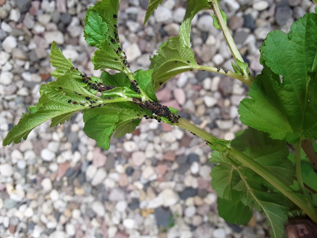 Aphis neilliae