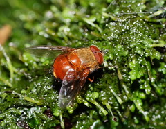 Calliphora ochracea