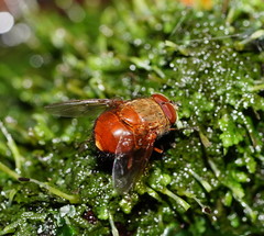 Calliphora ochracea