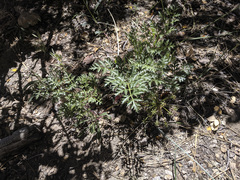 Tauschia parishii