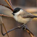 Marsh Tit - Photo (c) fra298, some rights reserved (CC BY-NC-ND)