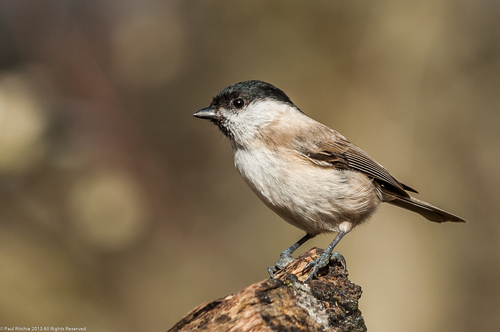Foto de Marsh Tit