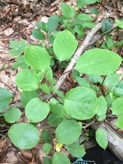 Actinidia