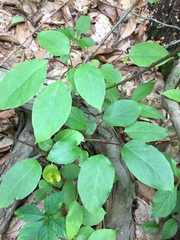 Actinidia