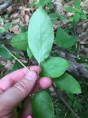 Actinidia