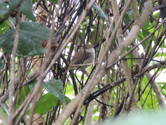 Euscarthmus meloryphus