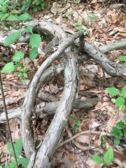 Actinidia