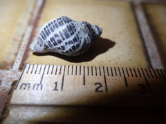 Acanthinucella spirata