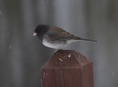 Junco hyemalis cismontanus