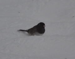 Junco hyemalis cismontanus
